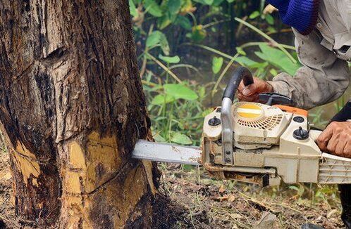 A close-up of a chainsaw being used to saw through a tree