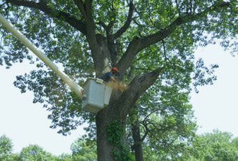 a tree specialist using lift to reach tall tree branches