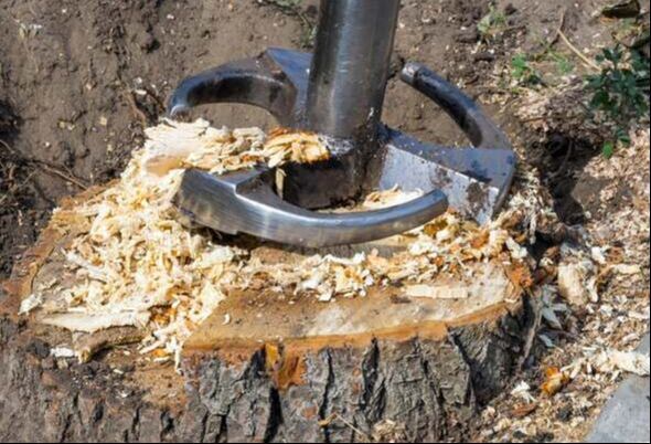 A close-up of a stump grinder's blades grinding away at a tree stump