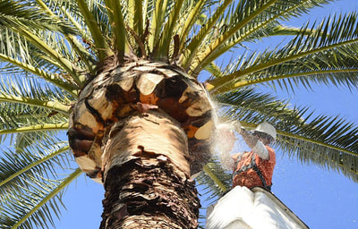 A tree trimming specialists using a lift to trim a palm tree