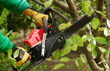 A worker in a harness, using a chainsaw to remove  branches from a small tree