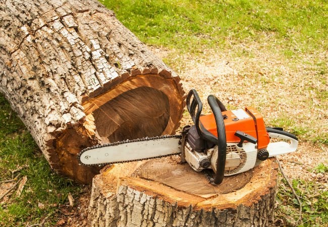 a chainsaw being used to cut down a tree